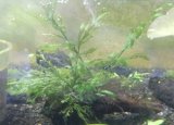 ボルビティス流木付き
