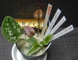 スキンダプサス ホワイトトリカラーNo4＋斑入りシダ＋ジュエルオーキッド