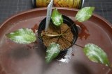 ビローサ茶葉