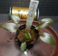 画像1:  C. matakensis Matak H26・11・21 (1)