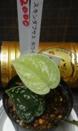 画像2: スキンダプサス ホワイトトリカラーNo2 (2)