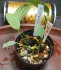 ホマロメナspエメラルドシルバー子株Kn便