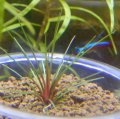 ドーンレッド1株