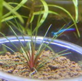 ドーンレッド1株