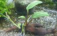画像1: Anコーヒーフォリア流木付き (1)
