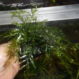 ボルビティスspギニア（極細葉）溶岩石付き