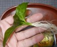 画像2: エキノドルス sp イグアス2009子株 (2)