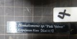 Homalomena Pink Velvet Kn便タグ・子株付きNo1 