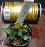 ブセファランドラspブルーメタリック ブラウニーセリ
