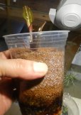 画像2: Cryptocoryne ロザエネルビス水上1株斑あり (2)