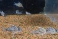 画像1: コリドラスシュワルツィ(ワイルド)(1匹) (1)