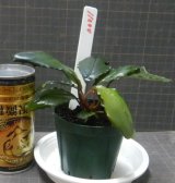 Bucephalandra sp green metallic sangau bb