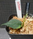 画像1: Aglaonema pictum tricolor “α ” from Aceh Sumatera 【RN150221-b】　委託販売 (1)