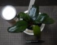 画像3: Bucephalandra sp green metallic sangau bb (3)