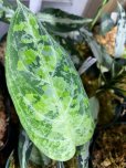画像2: Aglaonema pictum tricolor “α ” from Aceh Sumatera 【RN150221-b】　委託販売 (2)