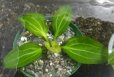 画像1: エキノドルス sp イグアス2009子株 (1)