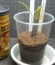 画像2: Cryptocoryne ロザエネルビス水上1株斑あり (2)