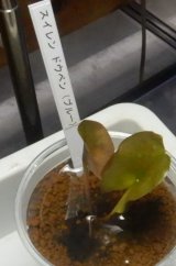 熱帯性スイレンドウベン（ブルー）