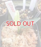 Aglaonema pictum tricolor “α ” from Aceh Sumatera 【RN150221-b】　委託販売