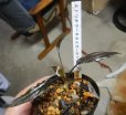 画像1: クリプト ストリオラータ タイガーストライプSEKADAU (1)