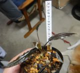 クリプト ストリオラータ タイガーストライプSEKADAU