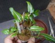 画像5: Cryptocoryne 4点セットNo44 (5)