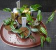 画像1: Cryptocoryne 4点セットNo44 (1)