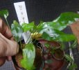 画像4: Cryptocoryne 4点セットNo44 (4)