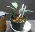 画像2: Bucephalandra sp.ARC良株 (2)