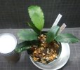 画像1: Bucephalandra sp.ARC良株 (1)