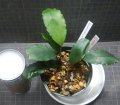 Bucephalandra sp.ARC良株