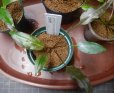 画像3: Cryptocoryne 4点セットNo44 (3)