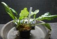 画像2: Cryptocoryne Albobena Riau産複数株入り (2)