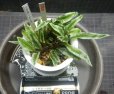 画像2: シダsp斑入り Bentong産おススメ株 (2)
