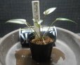画像2: C. matakensis Matak H26・11・21 (2)