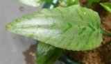 ferruginea　バウ産　斑がキレイです