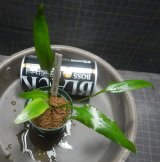 イデイィ クアラクアヤン出射便