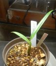 画像1: アグラオネマ　stenophylum ミヤンマー南部産H24・12子株 (1)