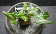 画像1: Cryptocoryne Albobena Riau産複数株入り (1)