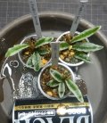 シダsp斑入り Bentong産