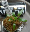 ネオンロザ2015　委託販売