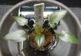 C. matakensis Matak H26・11・21