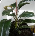 画像3: Bucephalandra sp.Nanga TamanNo1 良株おススメ（TB便） (3)