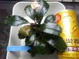 画像1: Bucephalandra sp.Nanga TamanNo1 良株おススメ（TB便） (1)