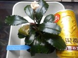 Bucephalandra sp.Nanga TamanNo1 良株おススメ（TB便）