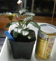 画像2: Bucephalandra sp.Nanga TamanNo1 良株おススメ（TB便） (2)