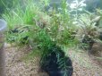 画像1: ボルビティスspギニア（極細葉）溶岩石付き1個 (1)