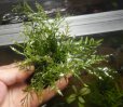 画像2: ボルビティスspギニア（極細葉）溶岩石付き1個 (2)