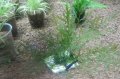 ボルビティスspギニア（極細葉）タイル巻き1個