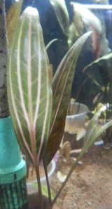 クリプトコリネロザエネルビス水中葉斑有り